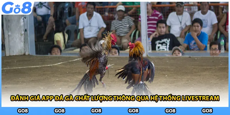 Đánh giá app đá gà chất lượng thông qua hệ thống livestream