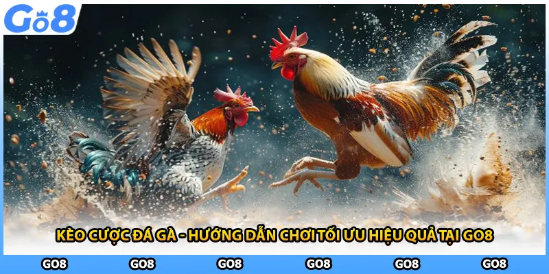 Kèo Cược Đá Gà - Hướng Dẫn Chơi Tối Ưu Hiệu Quả Tại GO8