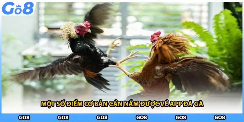 Một số điểm cơ bản cần nắm được về app đá gà