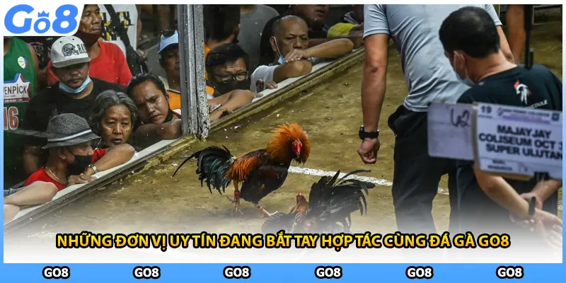 Những đơn vị uy tín đang bắt tay hợp tác cùng đá gà GO8