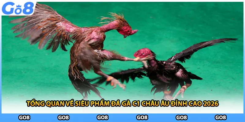 Tổng quan về siêu phẩm đá gà C1 châu âu đỉnh cao 2026