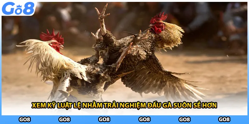 Xem kỹ luật lệ nhằm trải nghiệm đấu gà suôn sẻ hơn